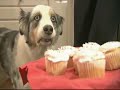 Dramatic Cupcake Dog - Revelation