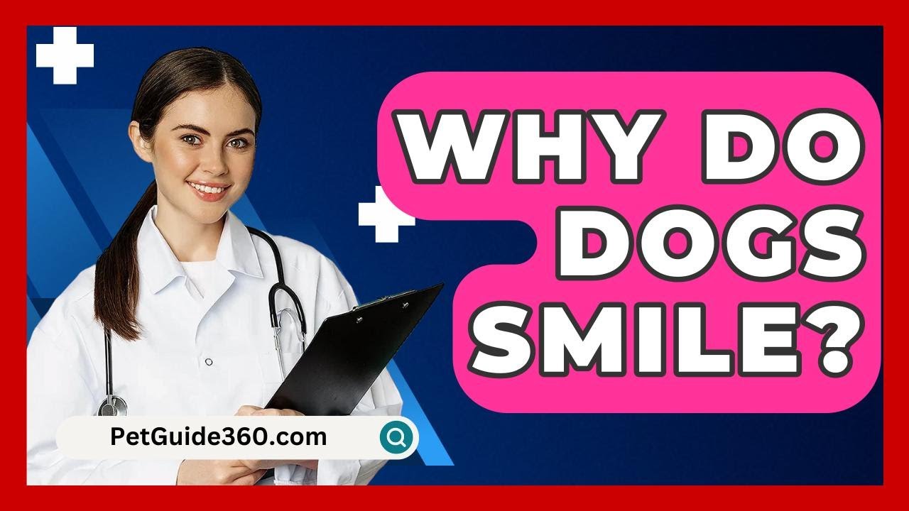 Why Do Dogs Smile? - PetGuide360.com