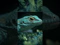 The Secret of Lizard Eyes | Amazing Stroboscopic Vision Explained |Nature Science Facts#LizardVision