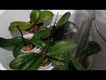 Душевание орхидей 💦🚿 Orchid showering