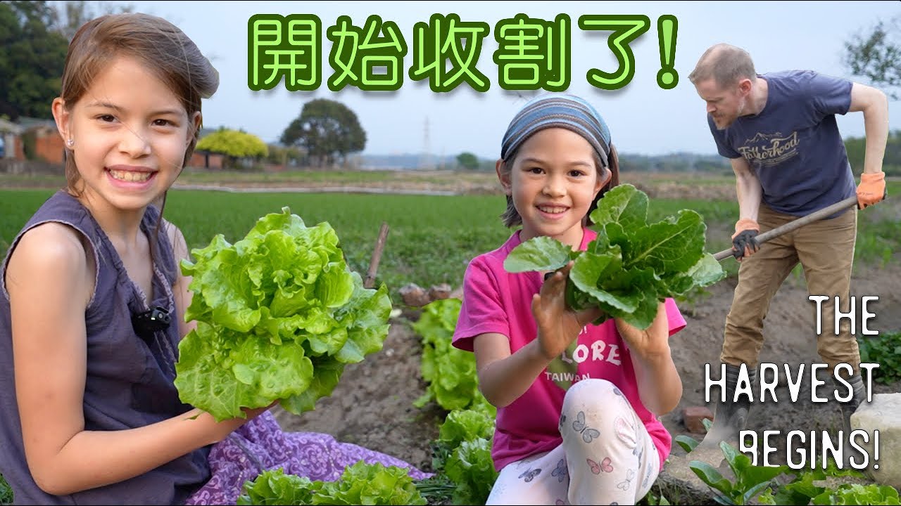 七仙女菜園 （下）三個禮拜後的成果 Taiwanese Girl Garden (Part 2) - Daughter's Begin to Reap a Harvest