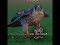 الصديق الحقيقي فوق عيني ورلسي له معز ه بقلبي تعتلي كل اهامه الصديق الحقيقي فوق عيني ورلسي له معز ه بقلبي تعتلي كل اهامه
