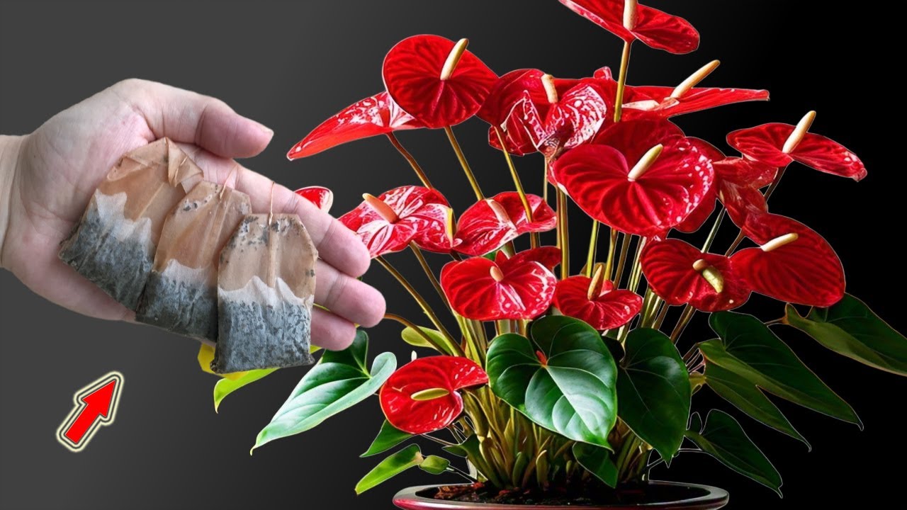 Положите 1 пакетик у основания! Антуриум расцветает множеством прекрасных цветов!