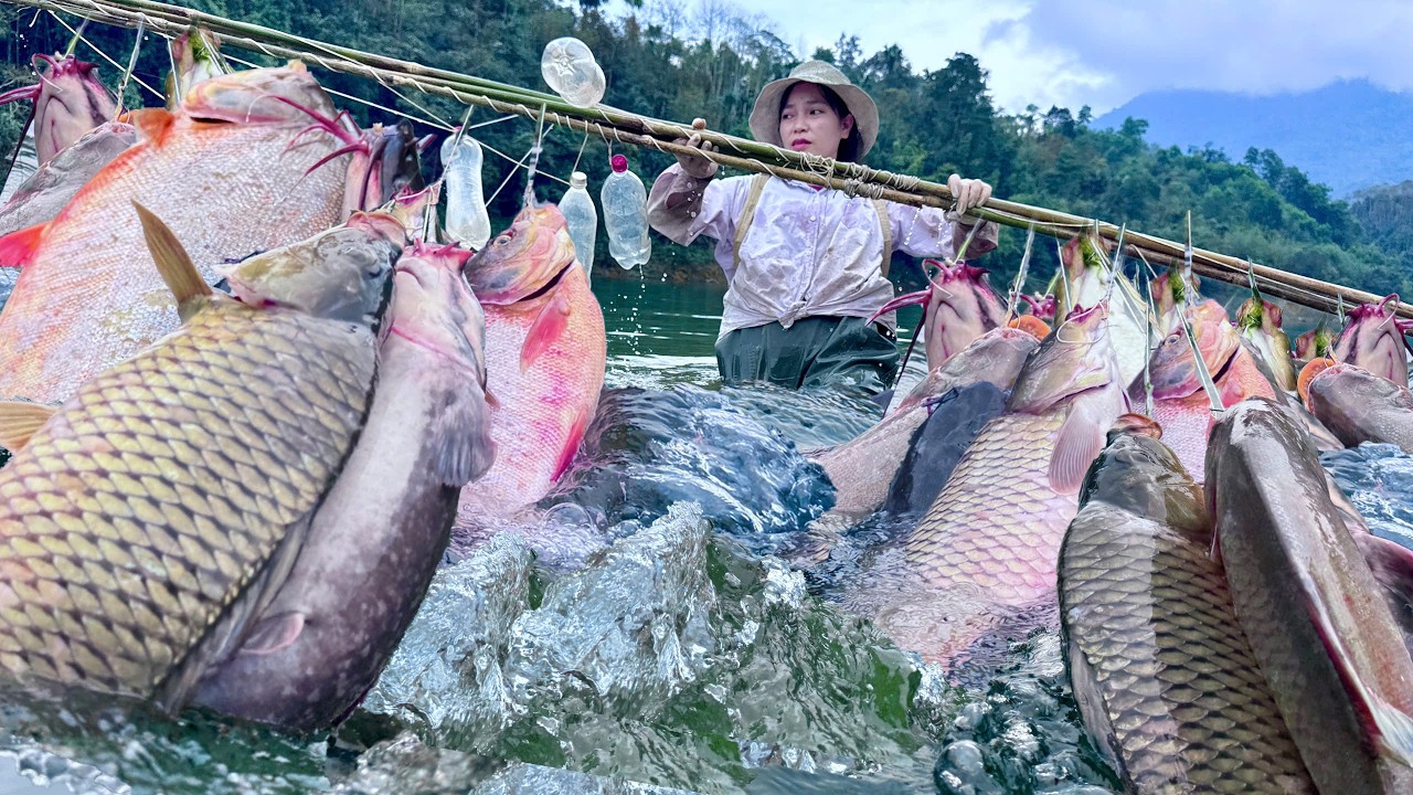 Traditional fishing skills - Using 100 bamboo fishing rods to catch a giant school of fish.