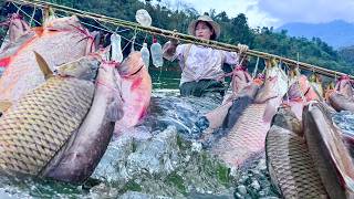 Traditional fishing skills - Using 100 bamboo fishing rods to catch a giant school of fish.