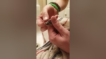 Ball Python Eye Cap Removal