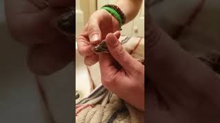 Ball Python Eye Cap Removal