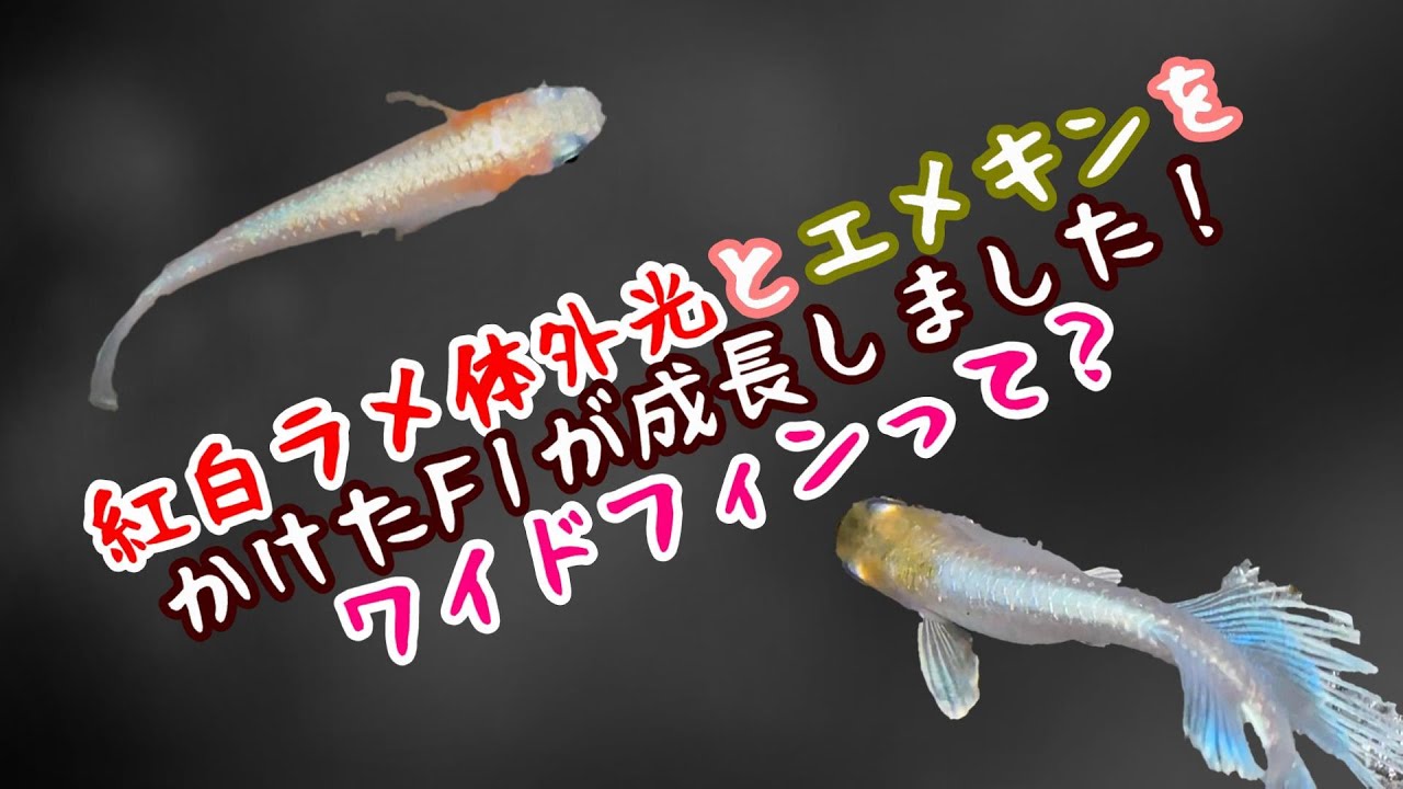 メダカ】紅白ラメ体外光とエメキンをかけたF1が成長しました！ワイド
