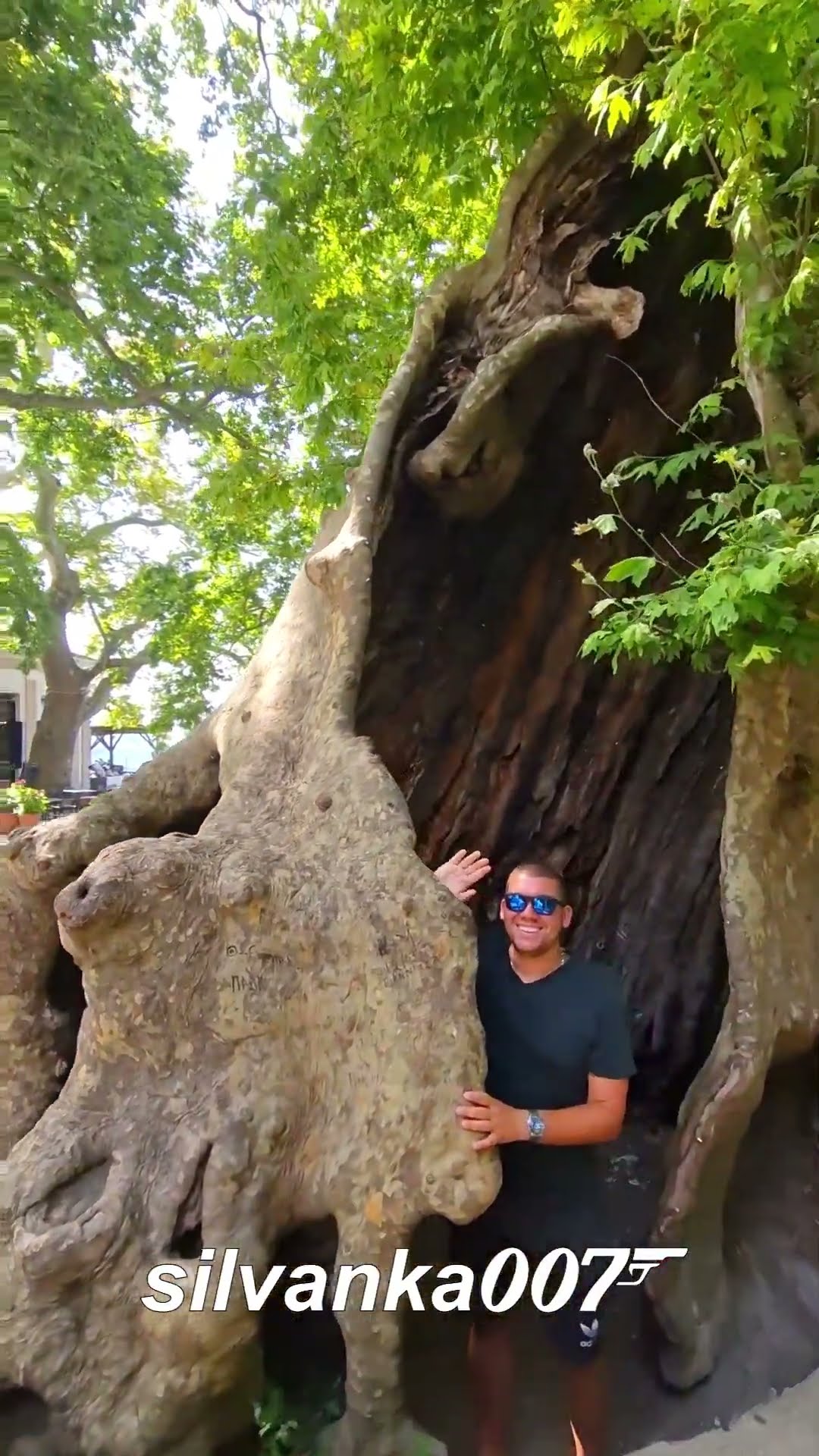 Oldest Tree In Greece Incredible Nature Wonder Of National Oldest Tree In Greece Incredible Nature Wonder Of National