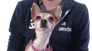 Adopt Loly at NKLA