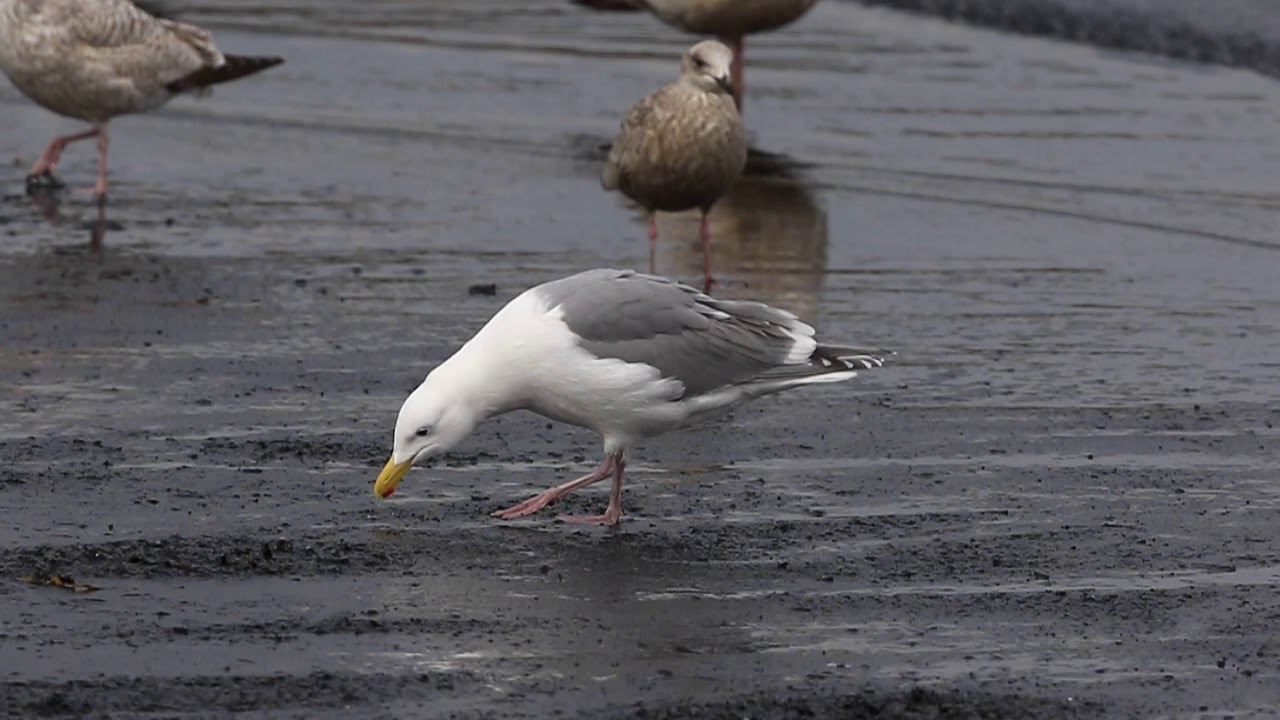 ♪鳥くん野鳥動画（千葉県銚子市）ワシカモメAd20190310JO6A0472 - YouTube Nagaimasato/♪BirdKun