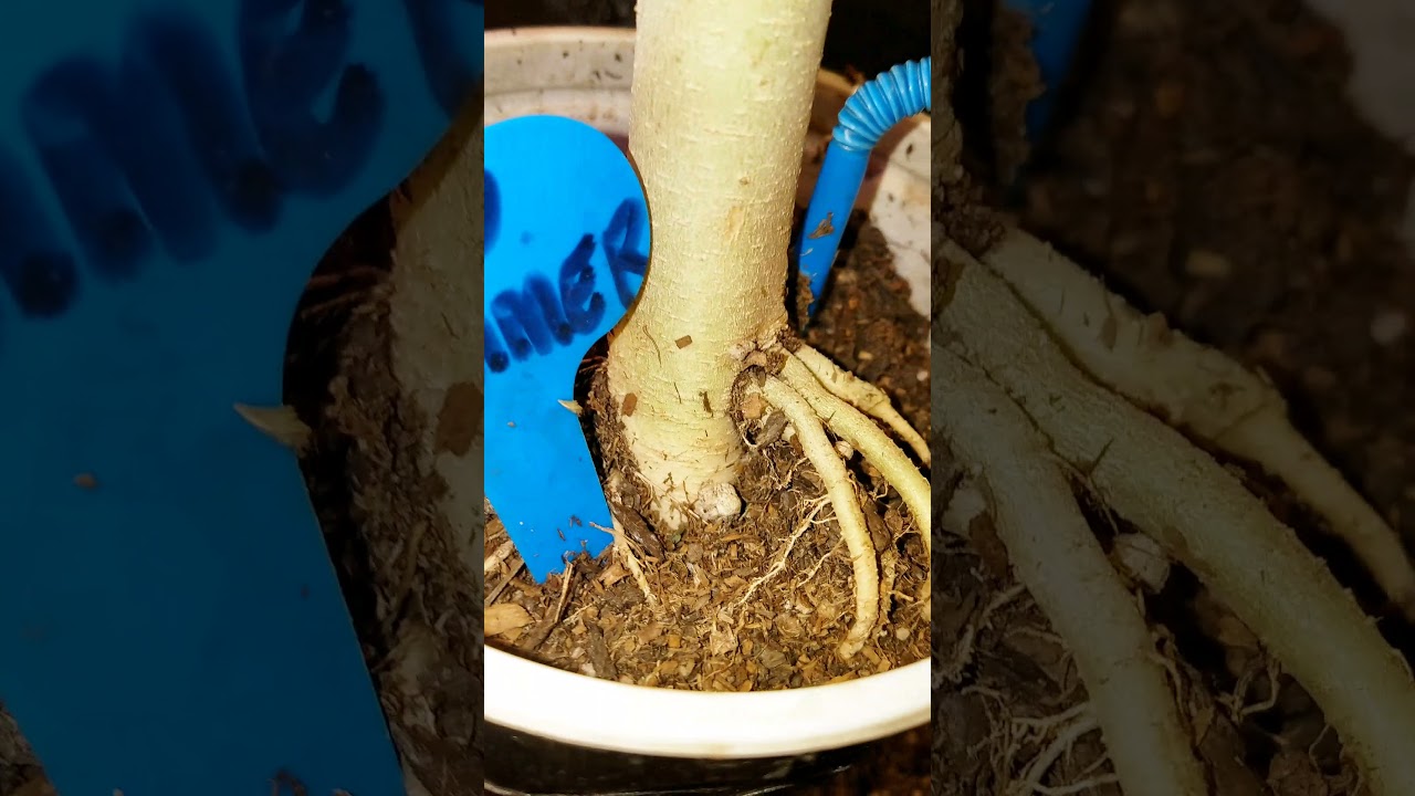 42 DAY'S INTO FLOWER / 4X4 MARS HYDRO TENT / SF 2000W LED / TMLAPY 2500W COB LED / VIVOSUN 600W LED