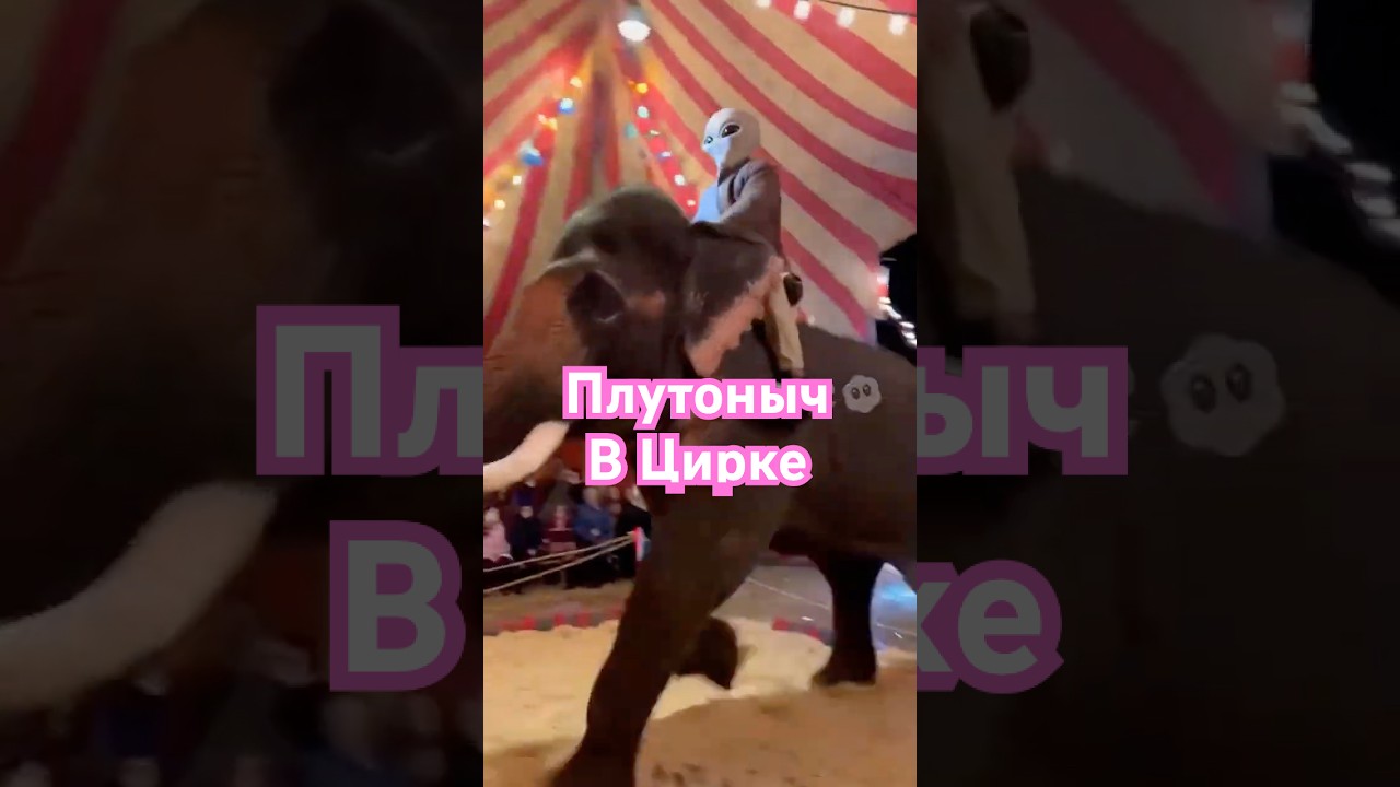 Плутоныч в Цирке на Слоне 