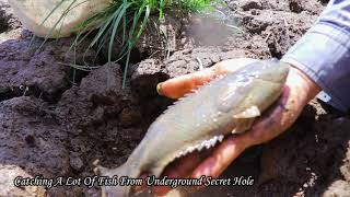 Underground Find Secret Hole Fish On Season | Caught A Lot Of Fish From Hole By Two Fishermen