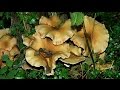 Autumn mushrooms / paddestoelen - Music: INESSA GALANTE