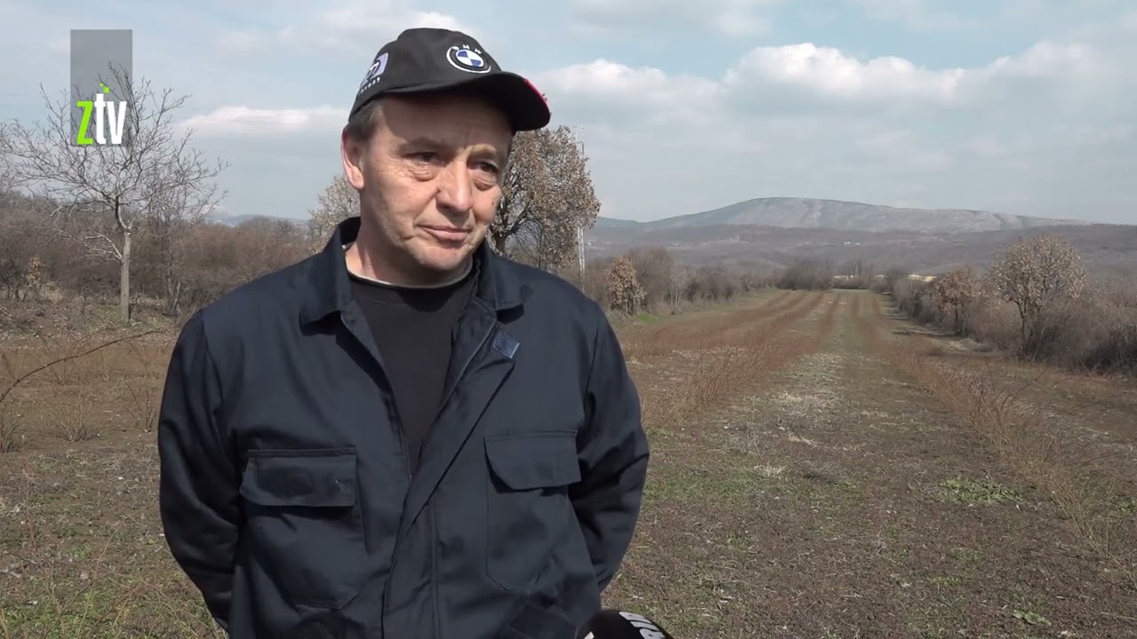 Gajenje šipurka u Oštrelju kod Bora