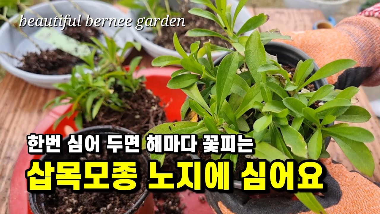 한번 심어 두면 해마다 꽃피는/ 삽목모종 노지에 심어요/ #주택정원 돌보기# 가을정원의 꽃물결#