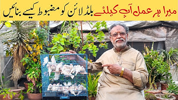 WHY DIFFERENT TYPE OF BLOODLINE BIRDS IS IMPORTANT FOR YOUR AVIARY ?  | JAVA SPARROW BREEDER