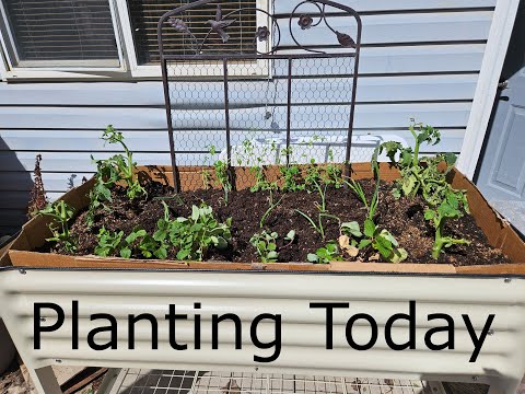 How I Planted My Raised Bed For Awesome Veggies! @vego_garden