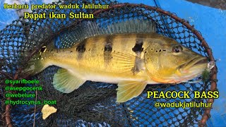 Peacock Bass waduk Jatiluhur // berburu ikan predator fresh water // casting pbass jatiluhur