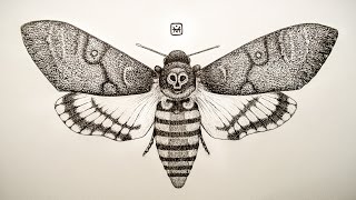 Acherontia Atropos Liners Drawing Speedpaint