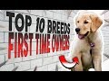 TOP 10 BEST DOG BREEDS FOR FIRST TIME OWNERS