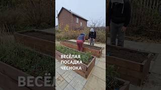 ВЕСЁЛАЯ ПОСАДКА ЧЕСНОКА #дача #чеснок #огород #грядки