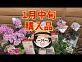 1月中旬購入品｜見切りの耐寒性ハイビスカス｜星咲きプリムラ｜ウィンティー サクラ｜超耐寒性で圧倒的なボリュームのセダム｜長期間咲きカンパニュラ｜ダンシングピクシー