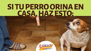 SANTO REMEDIO PARA AHUYENTAR Y EVITAR QUE TU PERRO SE ORINE DONDE NO DESEAS QUE LO HAGA