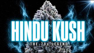Hindu Kush: The Mountain Strain That Ruled The 70s And Changed Weed Forever