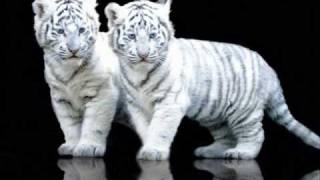 Snare - No Remorse Grime Instrumental