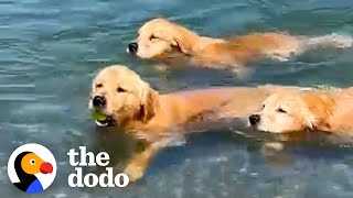 Golden Retrievers Teach Their Puppy Brother To Swim | The Dodo