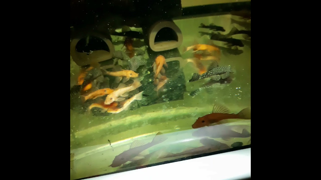 Ancistrus - tarlaki, tarło, ikra, larwy i narybek.