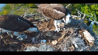 Moorings Park Osprey Live Stream Naples, FL  Now in 4K