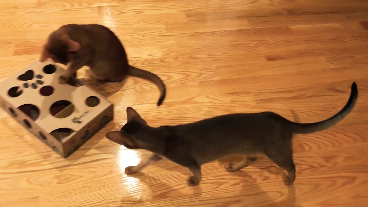 Cat Amazing toy: Meson and Boson