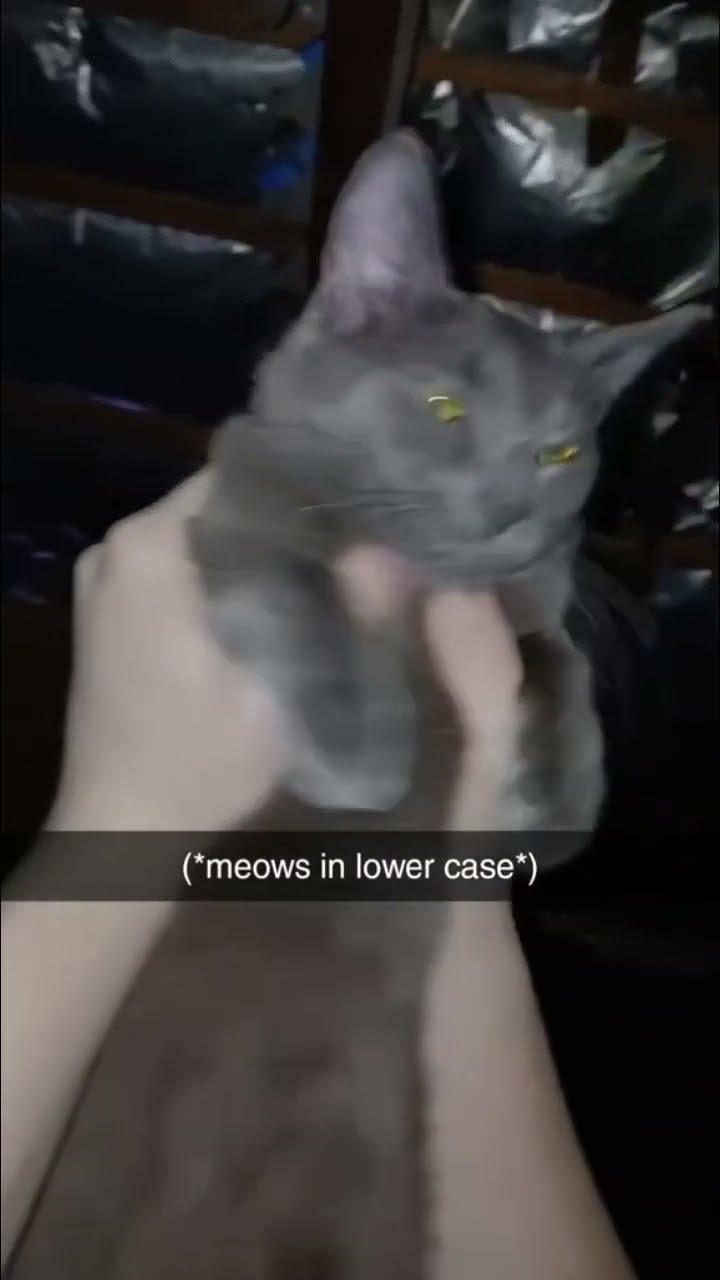 Kittyo meowing in lowercase on Tuesday