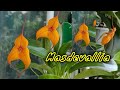 Masdevallia. Новичок. Уход.