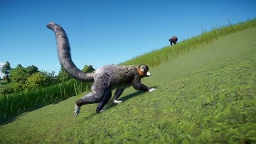 Mongoose Lemur | Planet Zoo Animals