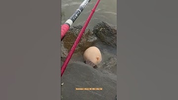 Đi câu cá mà sợ té đái ra quần mất#fishing #cauca #câucá #dammecauca #moicauca #fishingvideo