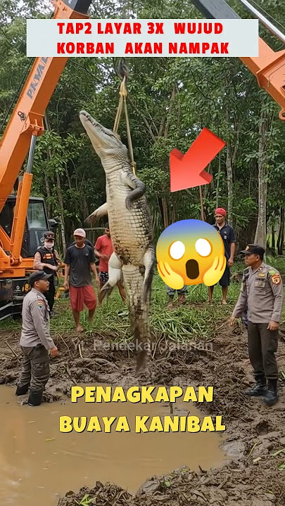 Download lagu ⚠️‼️ penangkapan buaya raksasa 😱 #shoct #shorts