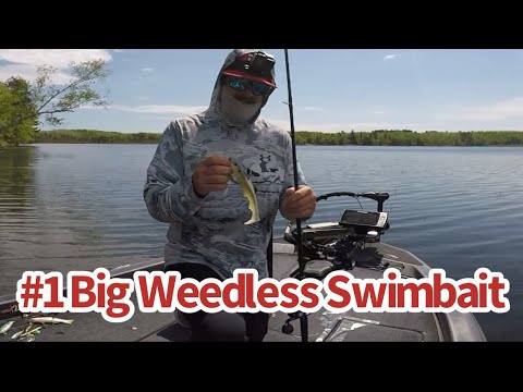 3:16 Rising Son 8” Swimbait fishing for largemouth bass