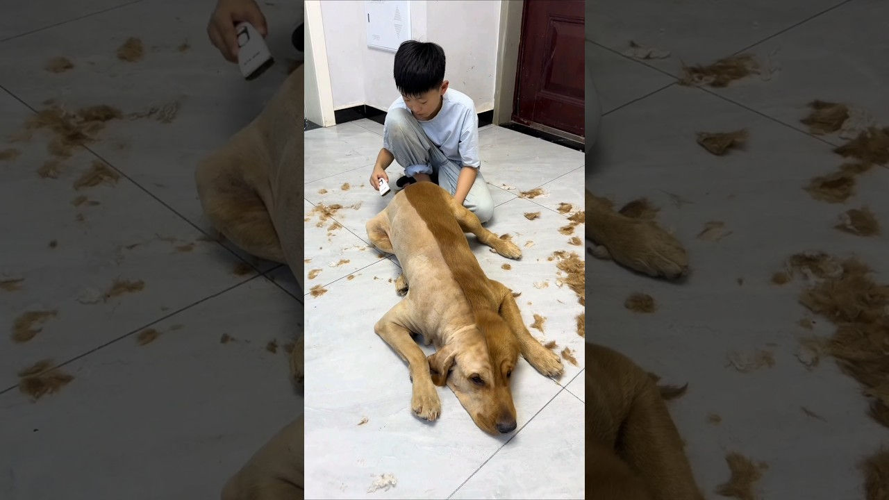 Half-Bald Dog Transforms Into Leaf Fashion Model