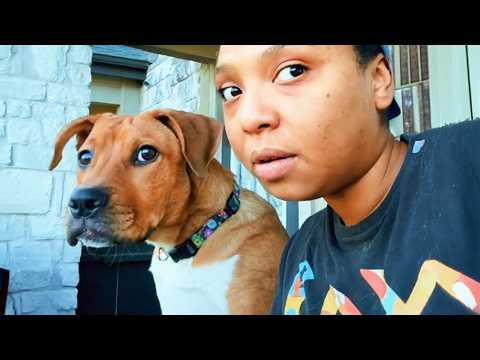 When Dogs Copy Humans Like Born Comedians 🤣 Funny Dog and Human