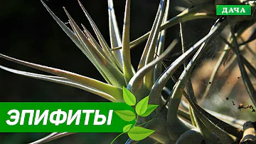ВОЗДУШНЫЕ РАСТЕНИЯ (ЭПИФИТЫ) В ВАШЕМ ДОМЕ