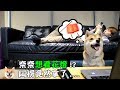【奈奈阿楞小劇場x2018台灣燈會在嘉義】奈奈想看花燈?阿楞竟然拿了...