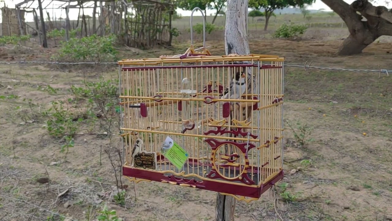 Golinha Predador N° 27 de 2025