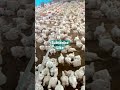 Cheema Poultry Farm subscribe like 