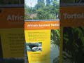 African spurred tortoise 