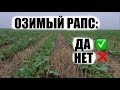 Озимый рапс. Почему с ним так сложно. Что я сделал не так?