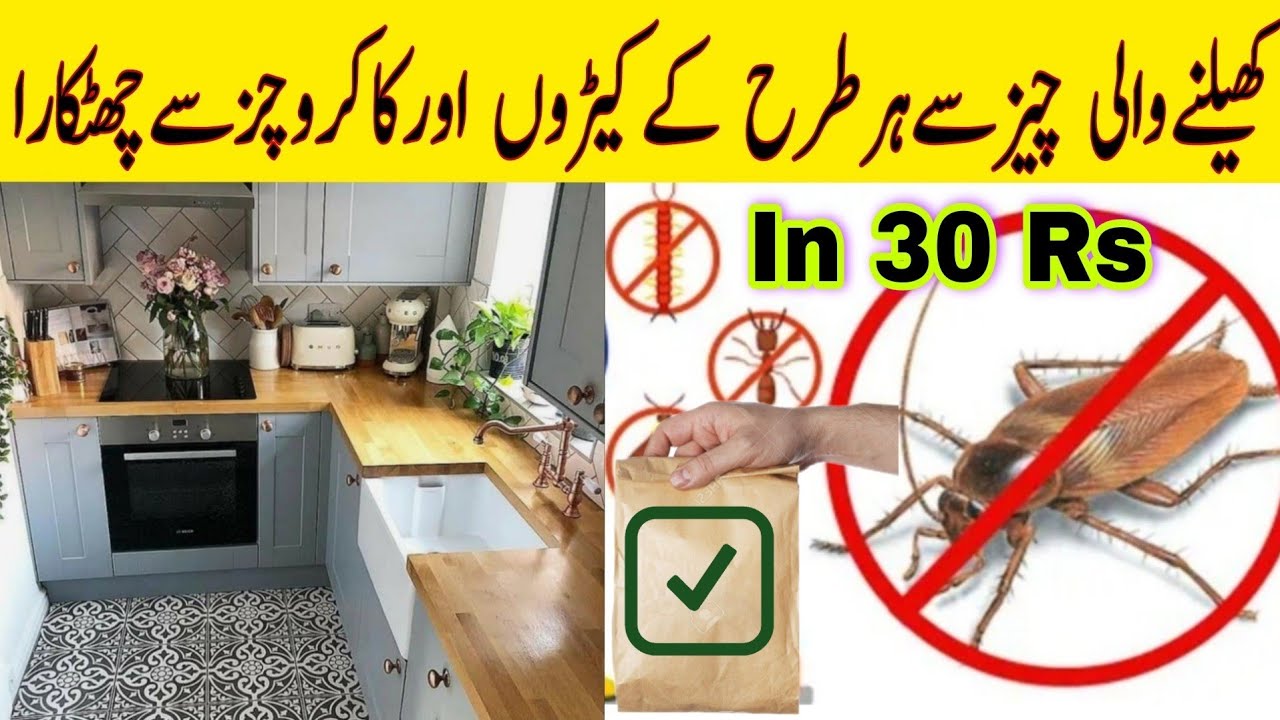 How to kill Cockroaches in Kitchen | Safe and Effective Remedy to kill ...